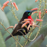 Scarlet-chested Sunbird